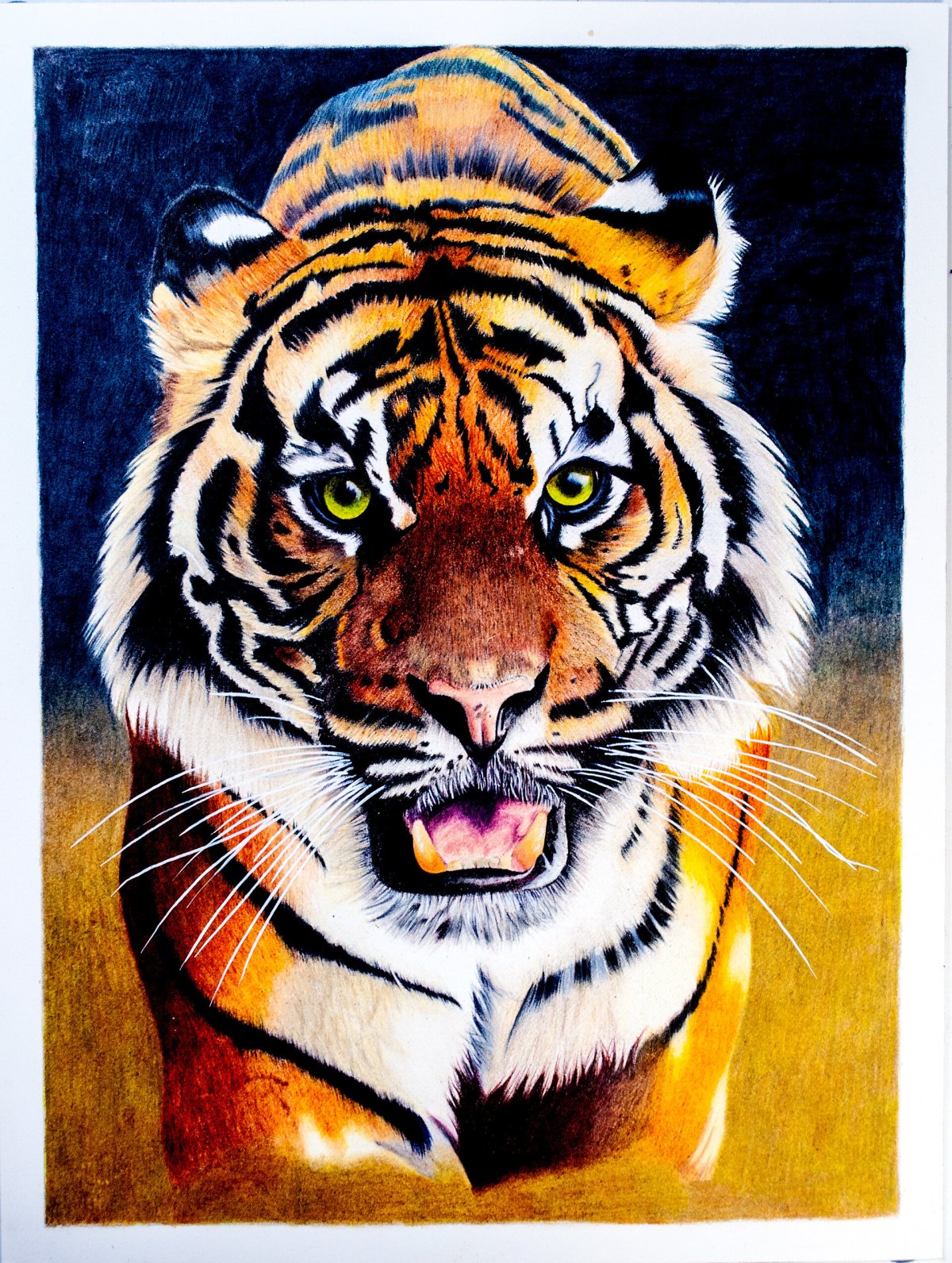 Тигр рисунок детский