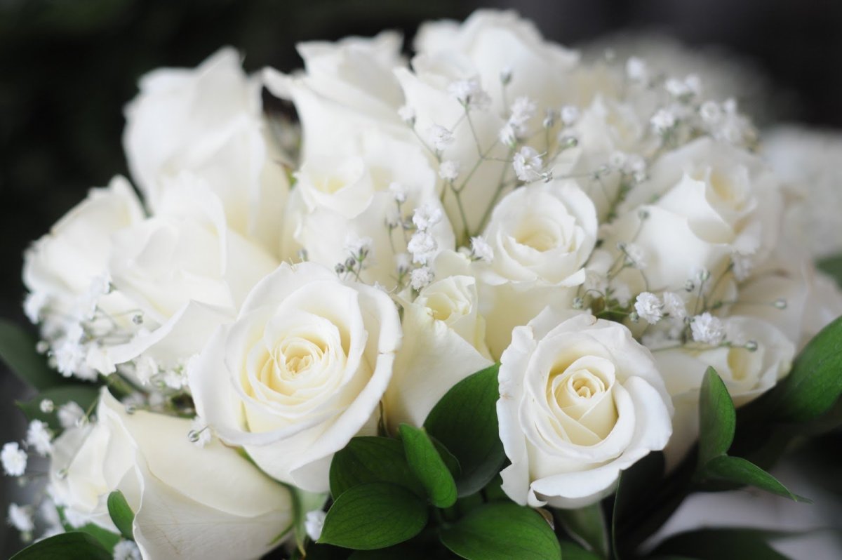 Открытки - открытки с белыми розами.