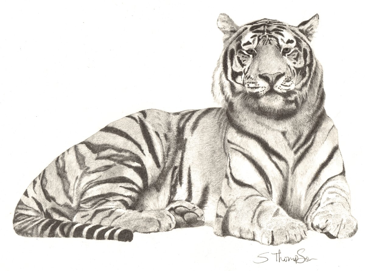 Рисунок лежащего тигра