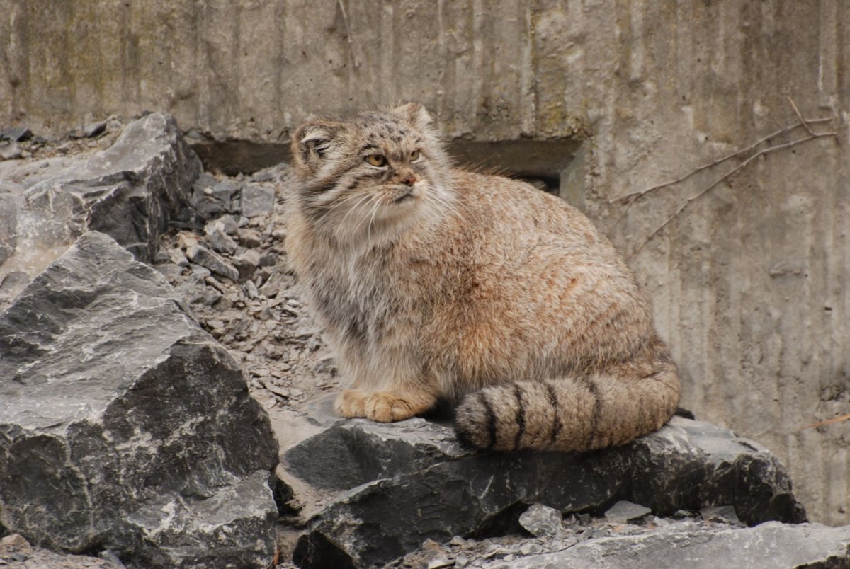 Осетинская кошка