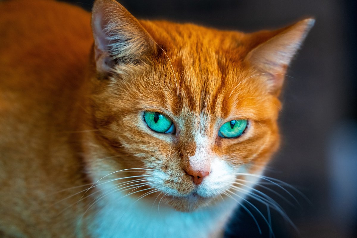 Кошка рыжая с зелеными глазами - 64 фото