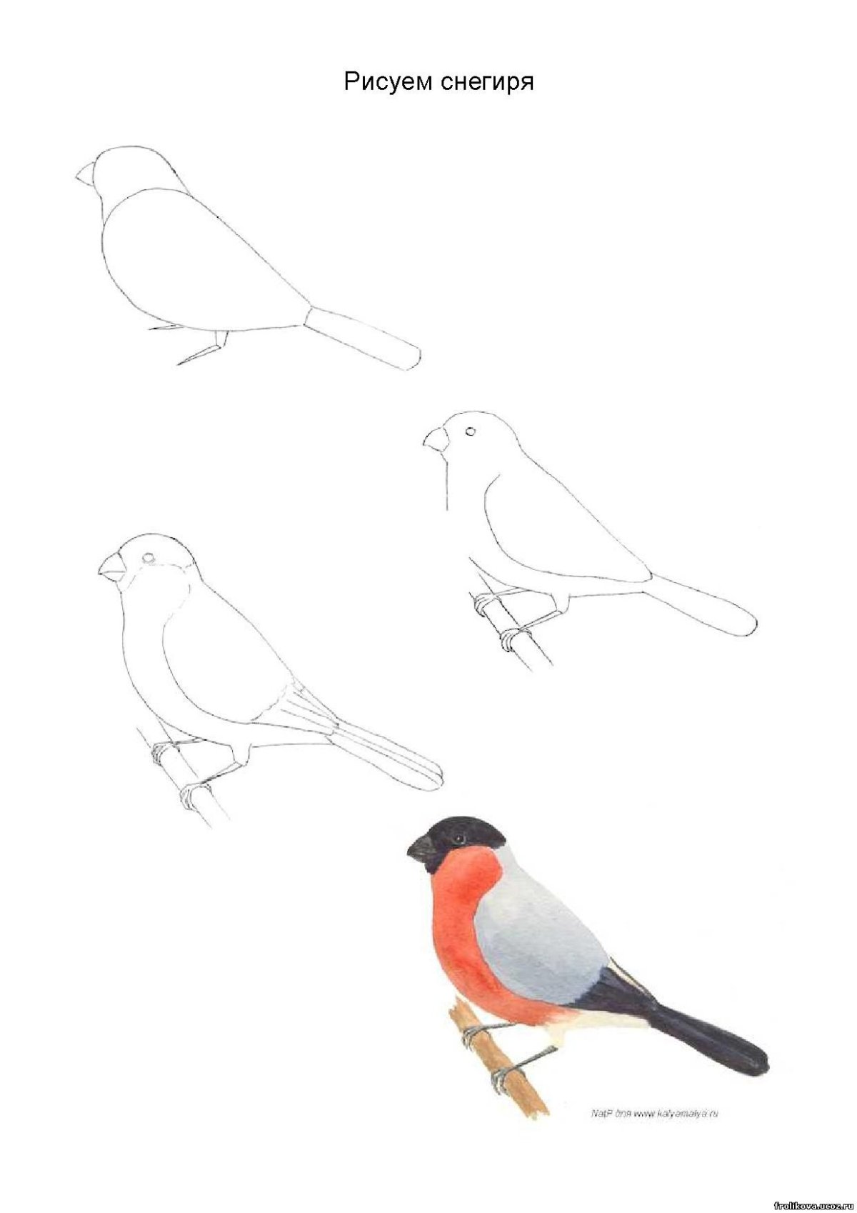 Поэтапное рисование птицы Снегирь. Снегирь рисунок карандашом поэтапно. Этапы рисования снегиря для детей. Рисование Снегирь старшая группа. Снегири легко