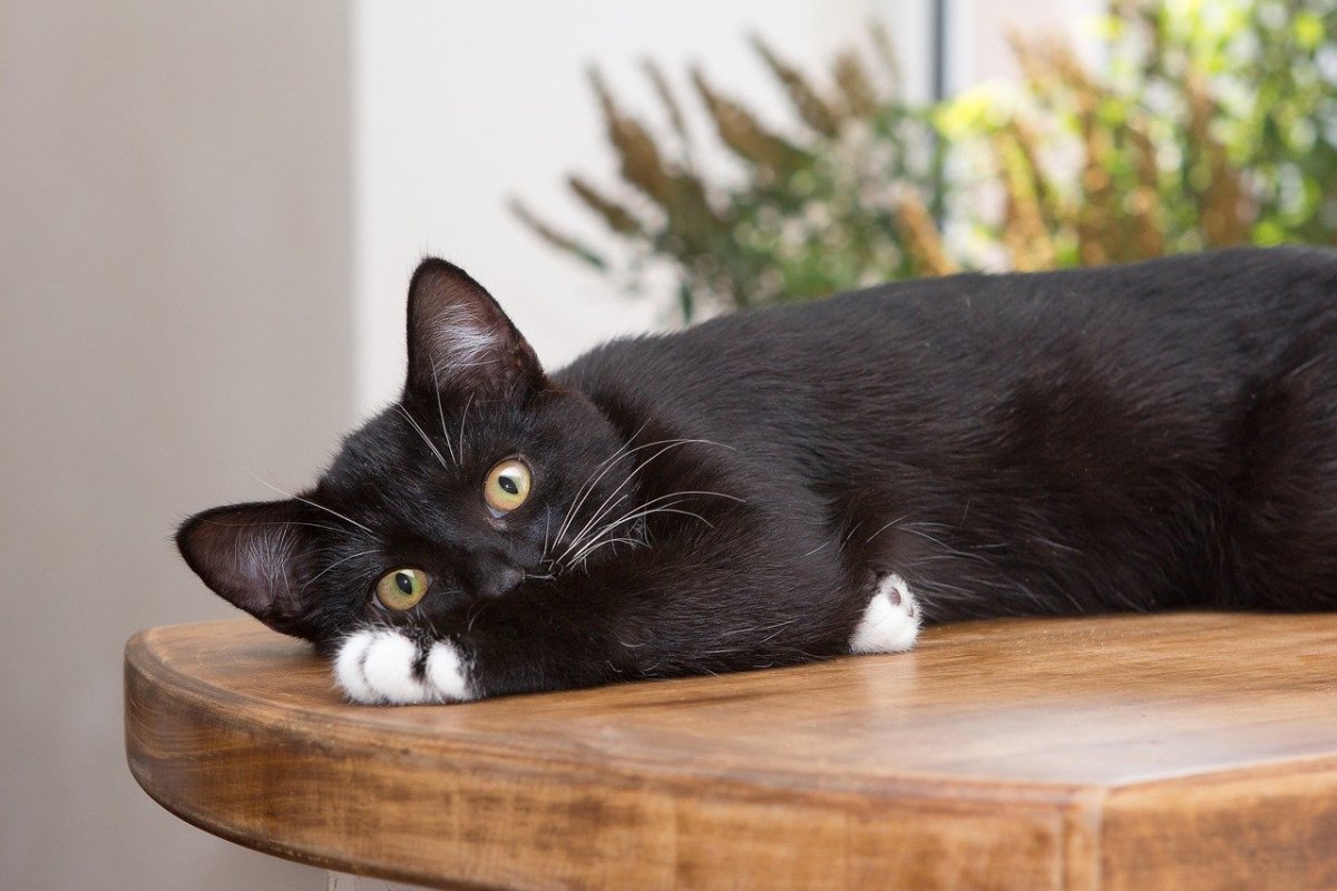 Черный кот с белыми лапками - 72 фото