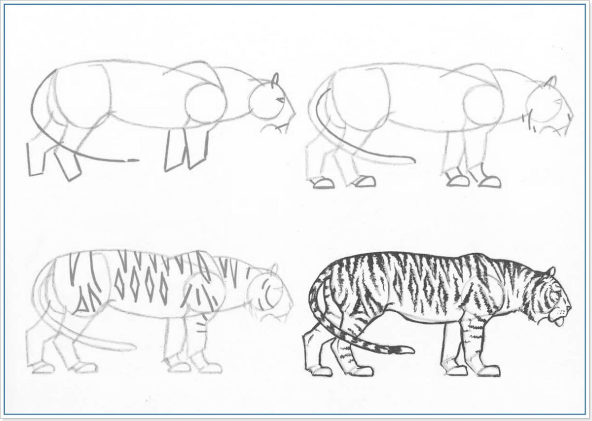 Поэтапный рисунок тигра - 66 фото