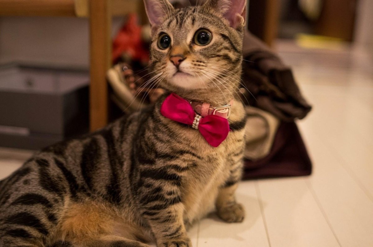 Манчкин кот