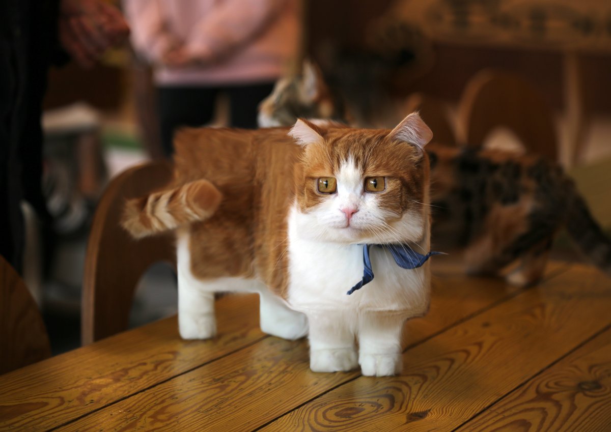 Манчкин кот