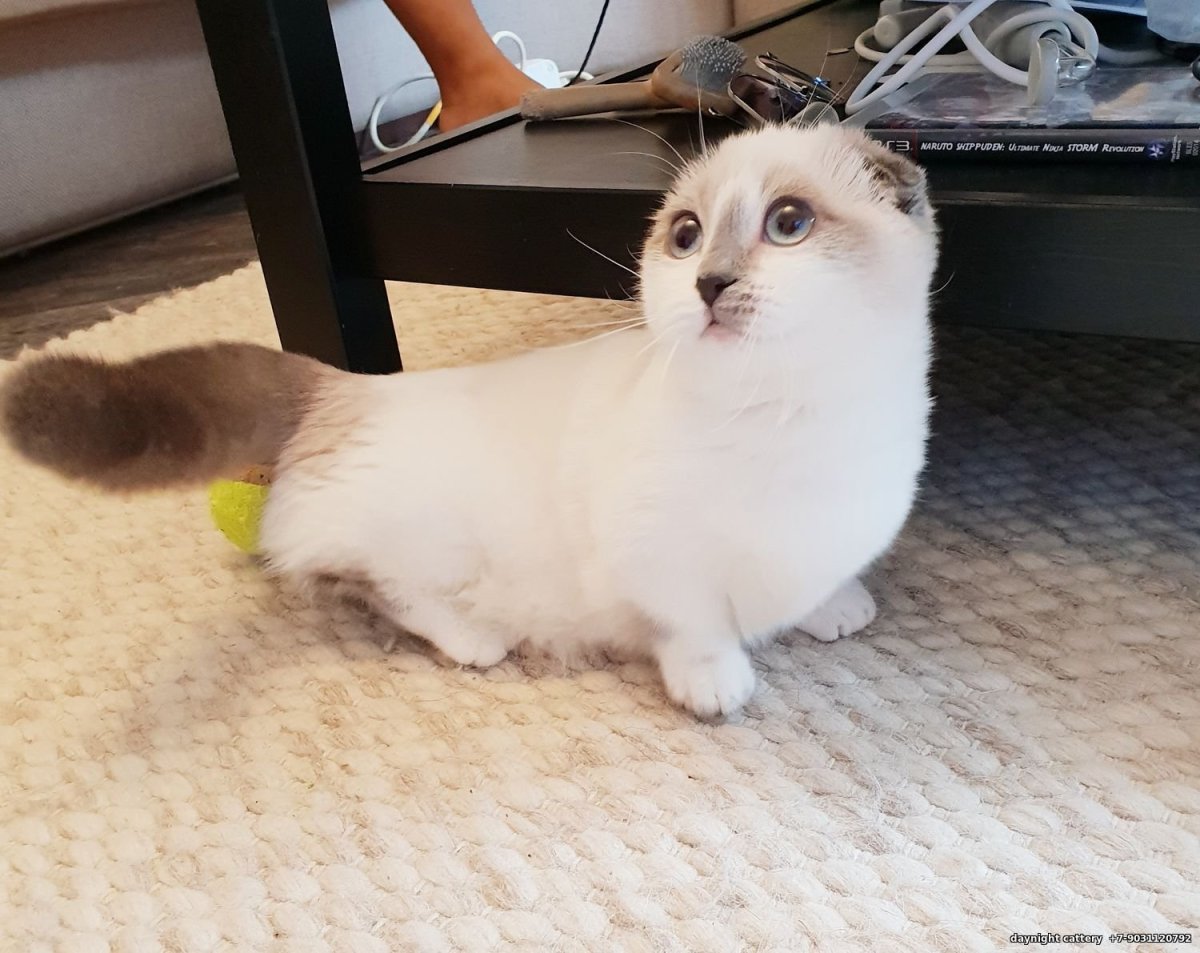 Манчкин порода кошек