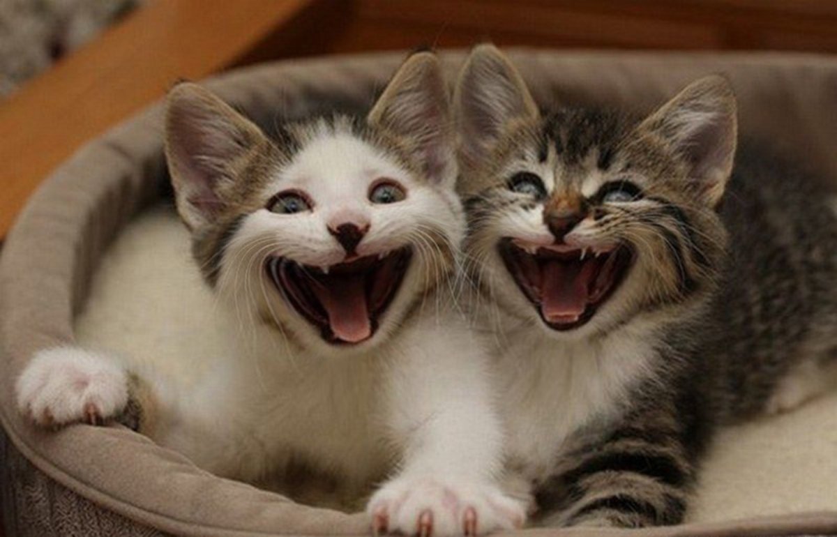 Привет котят 2. Котенок смеется. Смешные котята. Коты смеются. Котик улыбается.