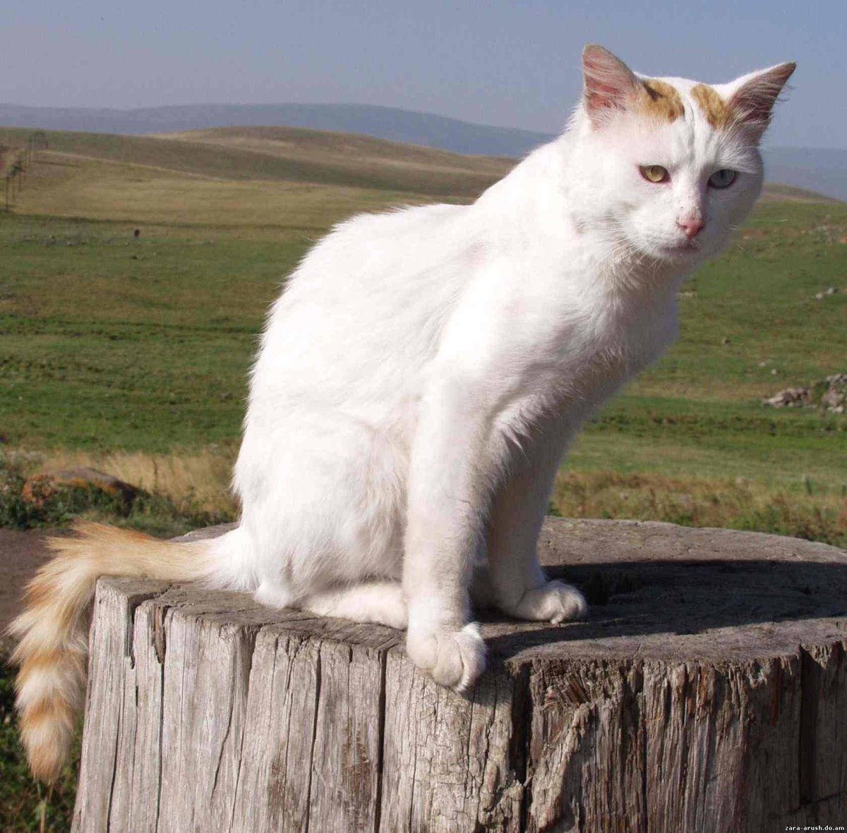 Кошки в озерах. Турецкий Ван. Турецкая Ванская кошка. Турецкий Ван порода. Ван (турецкая кошка Ван).
