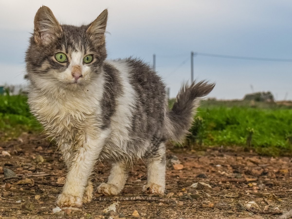 Бездомные котята