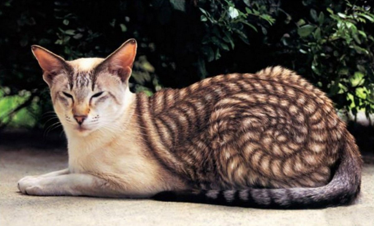Эти породы кошек внесены в Книгу рекордов Гиннесса. Фото