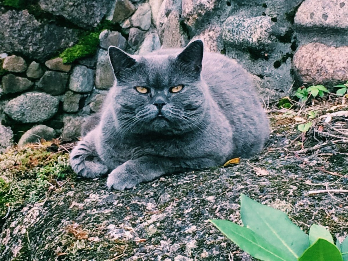 Самый большой британский кот