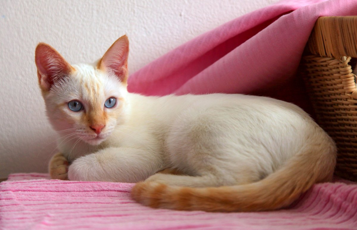 Тайский кот ред поинт - 73 фото