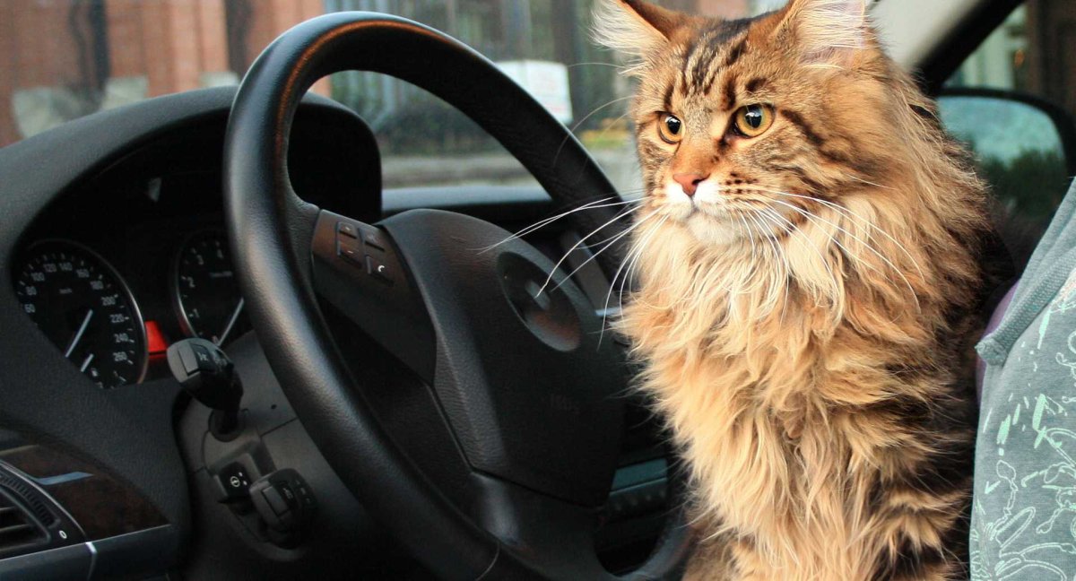 Кот за рулем машины