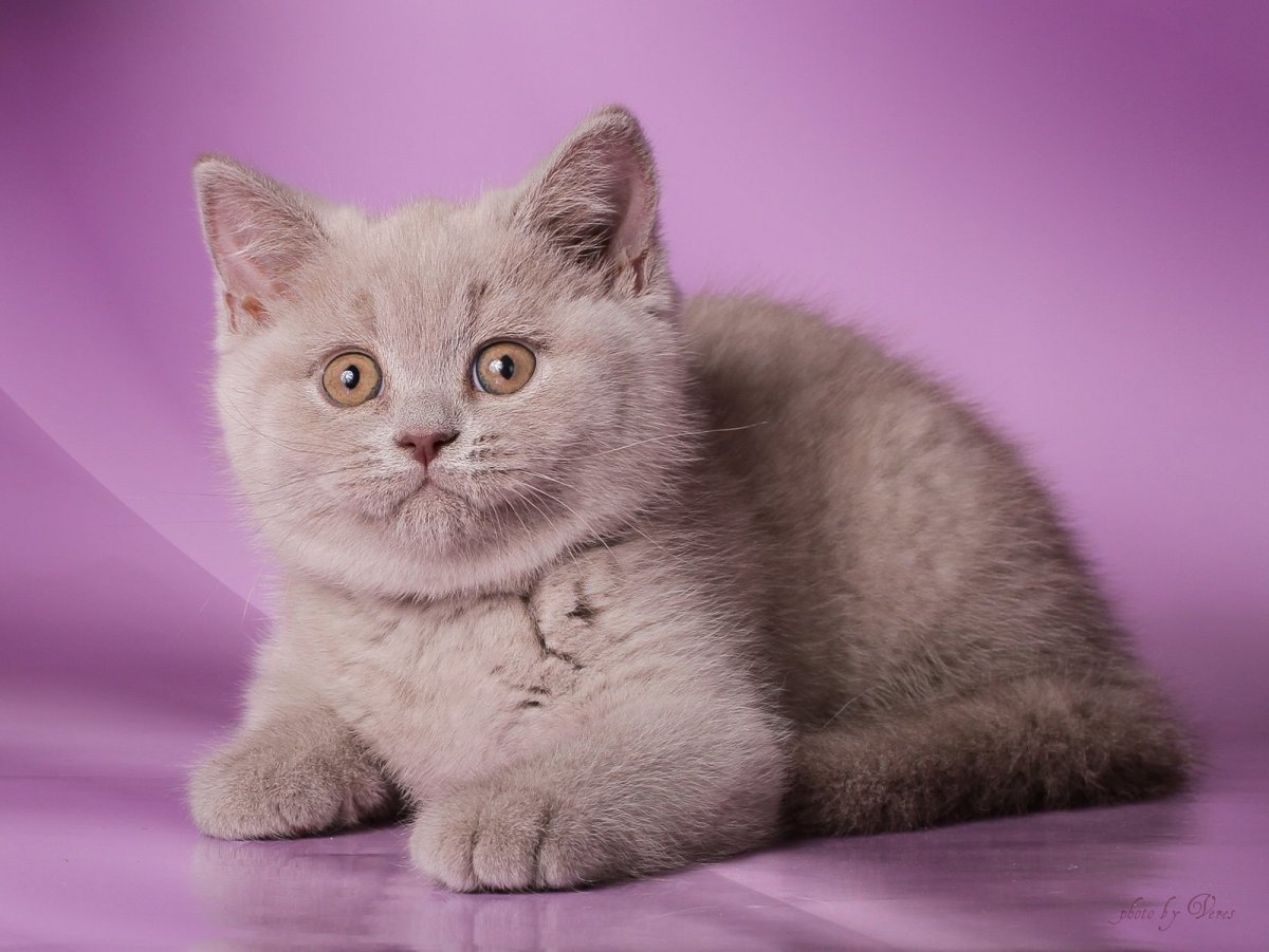 Цвета окраса кошек. Лиловый кот британец. Шотландская прямоухая кошка лиловая. Шотландский прямоухий лиловый. Британская короткошерстная лиловая.
