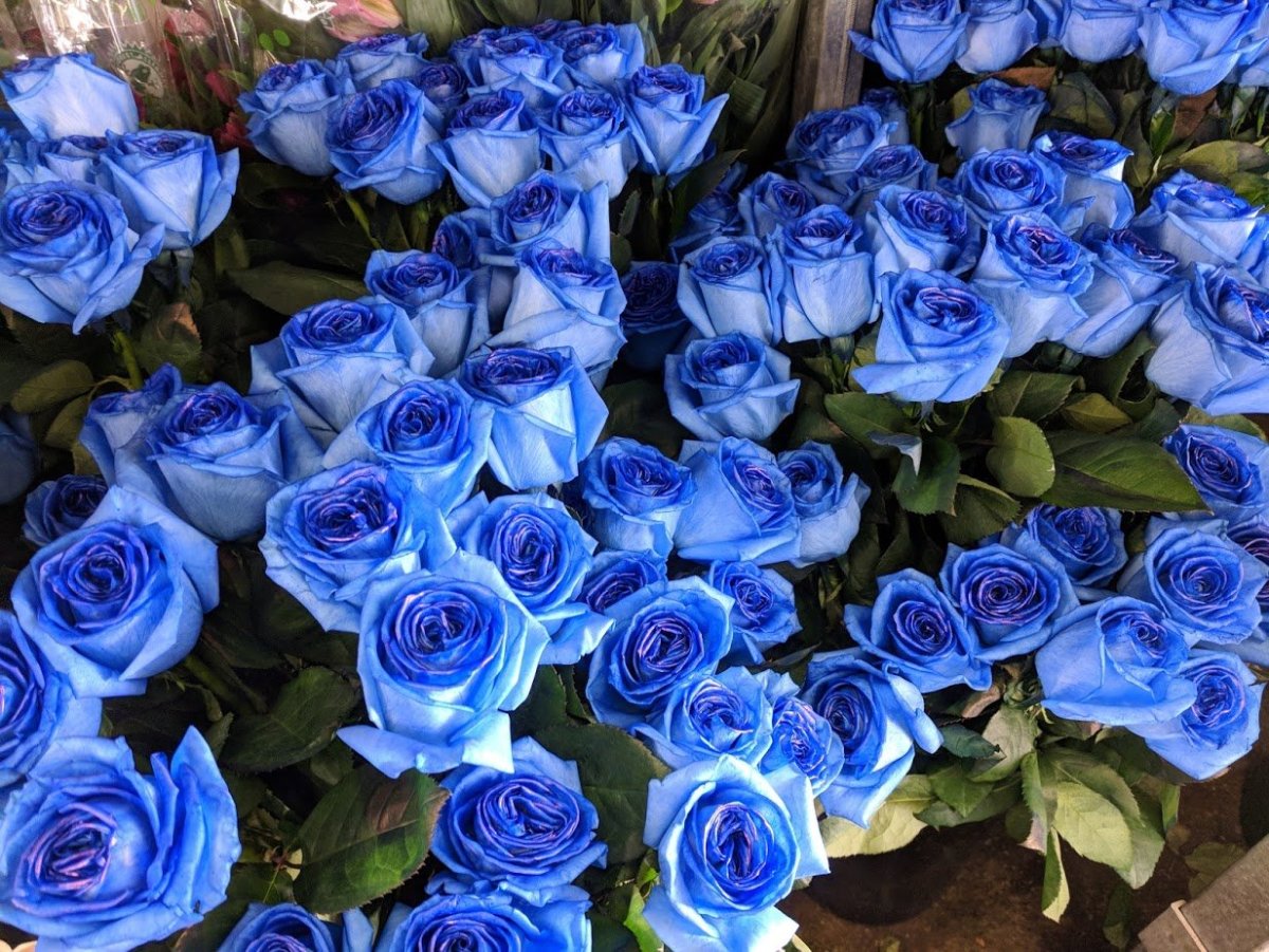 Шикарный букет синих роз