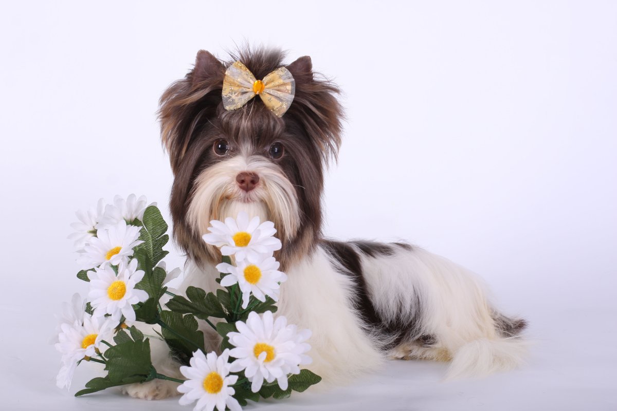 Собака с букетом цветов