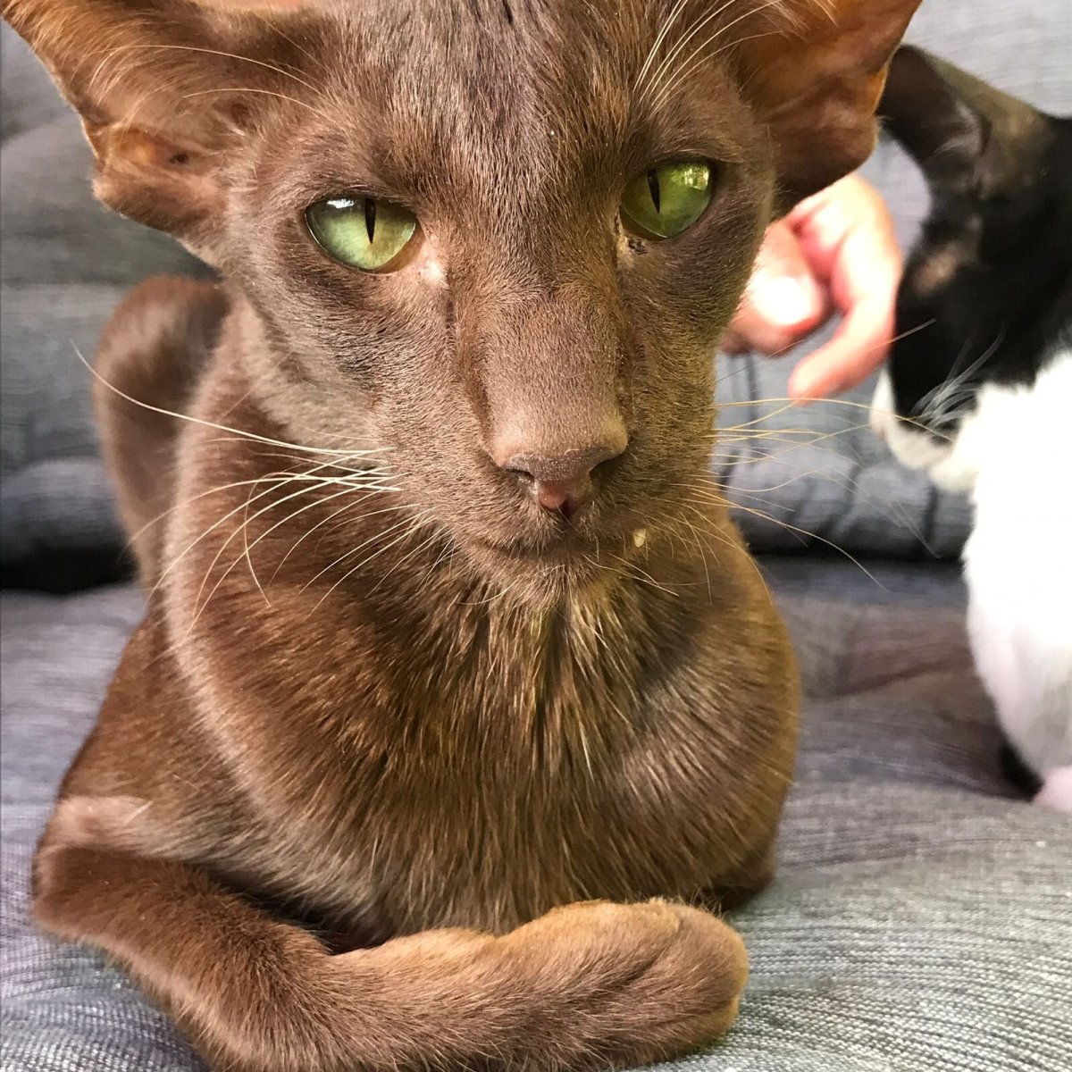 Гавана Браун