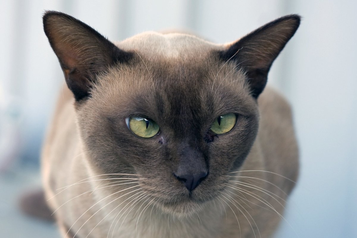 Ориентальный кот грузин