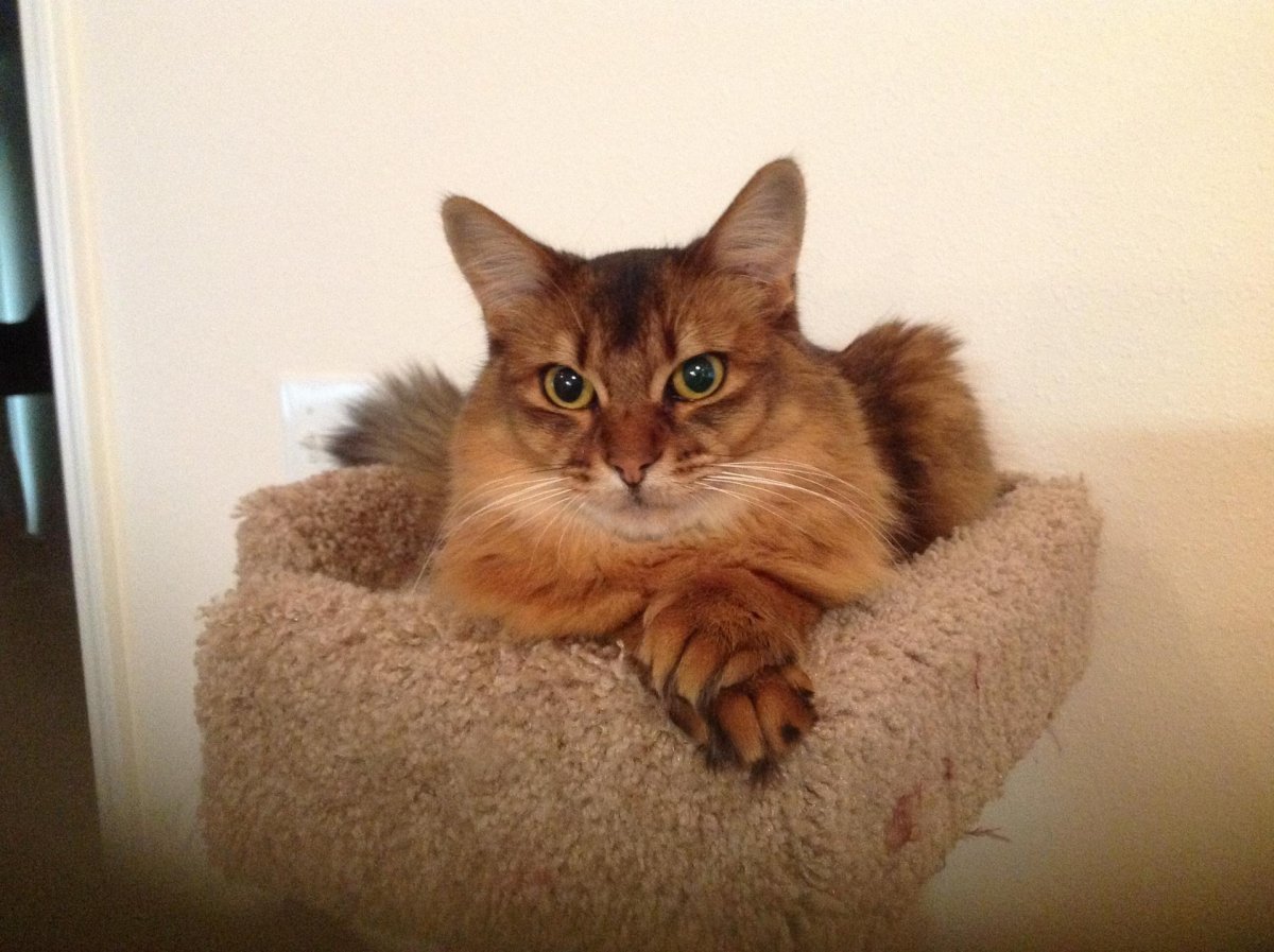 Йоркская шоколадная кошка короткошерстная