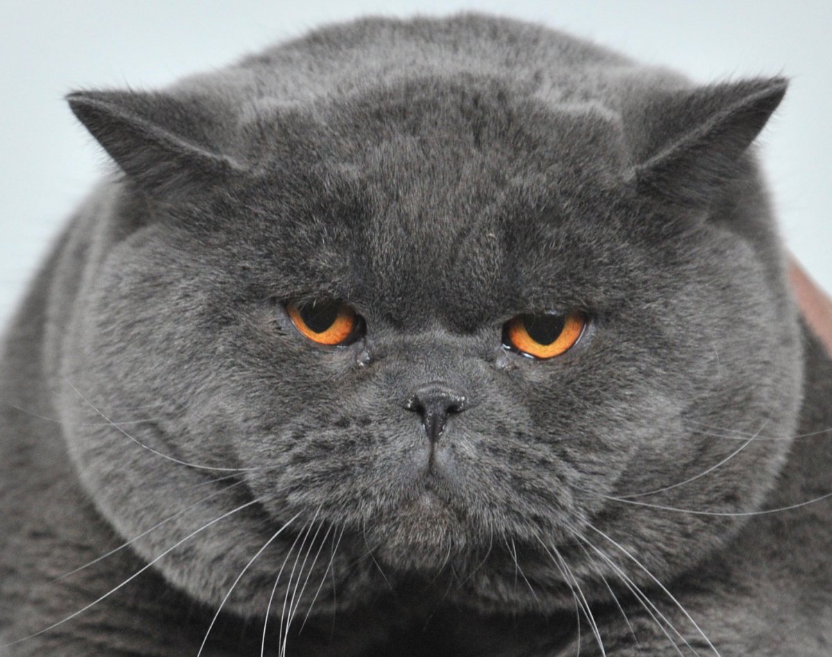 Толстый серый кот - 69 фото