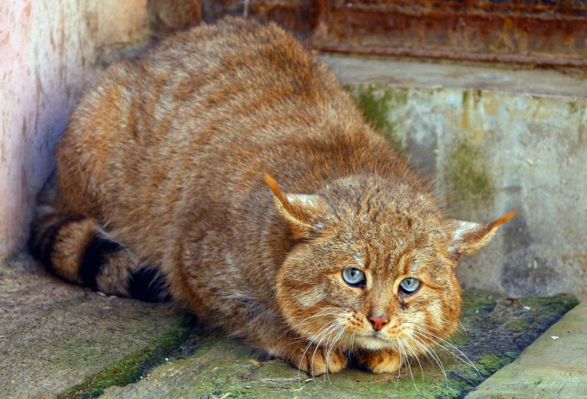 Тростниковая кошка