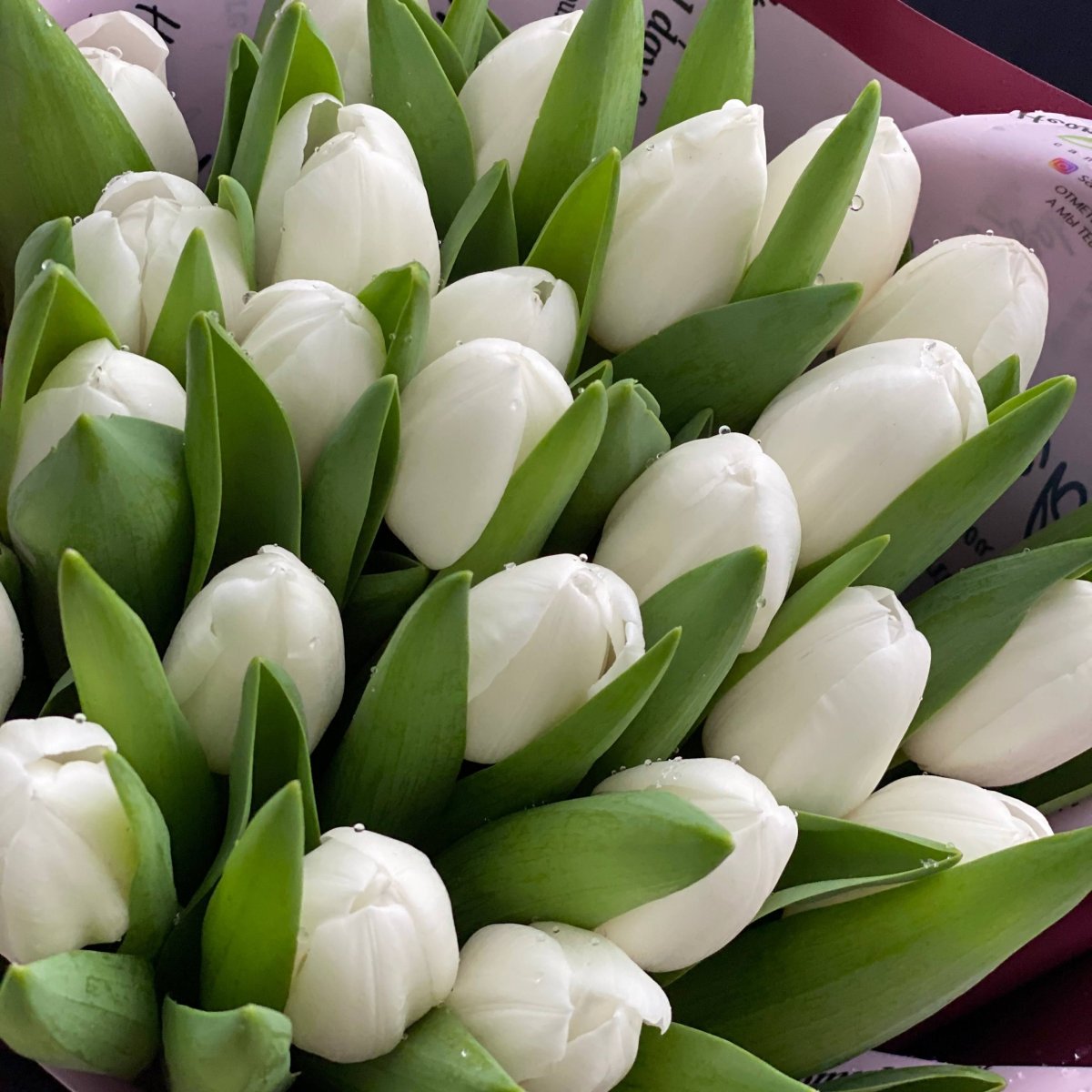 Большой букет белых тюльпанов