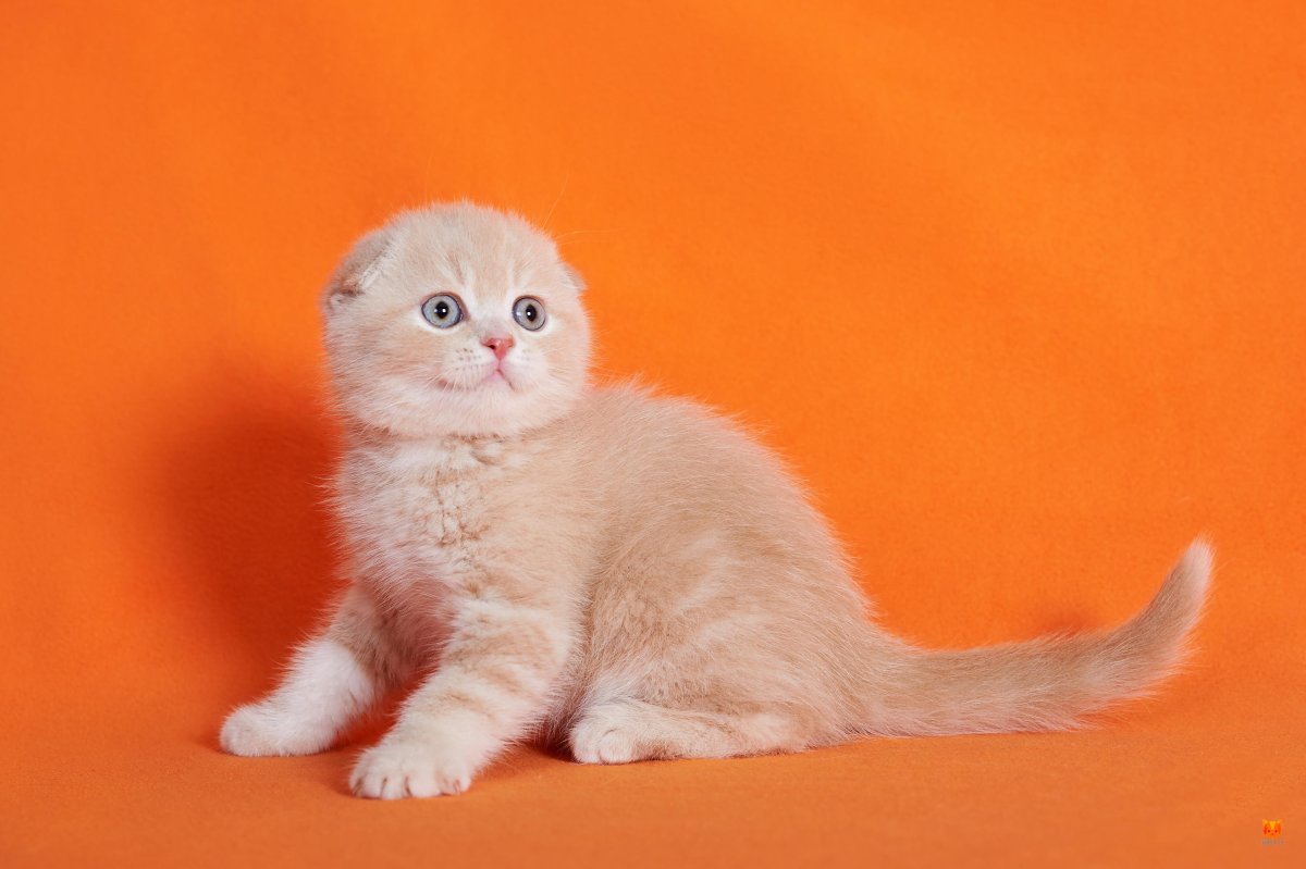 Вислоухий кот персикового цвета - 70 фото