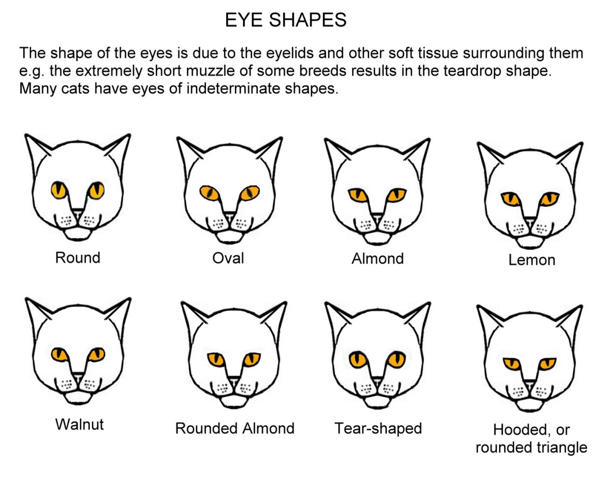 миндалевидные глаза у кошек