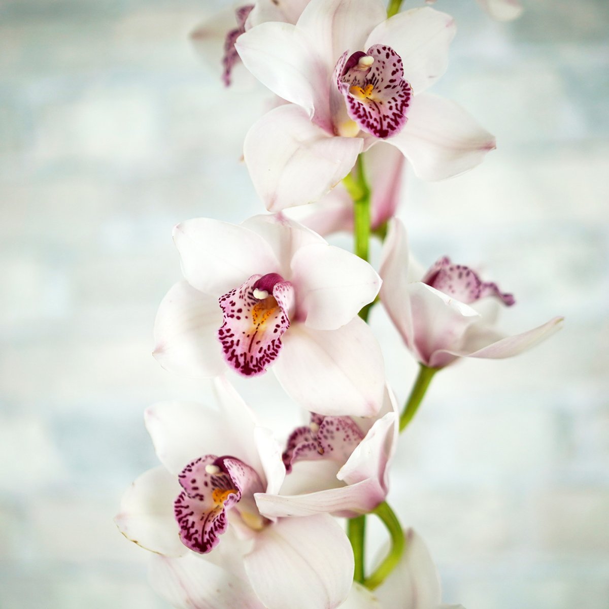 Букеты с белой орхидеей Цимбидиум