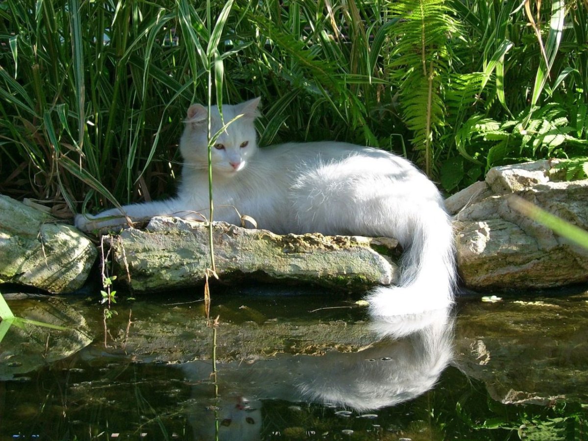 Коты на рыбалке