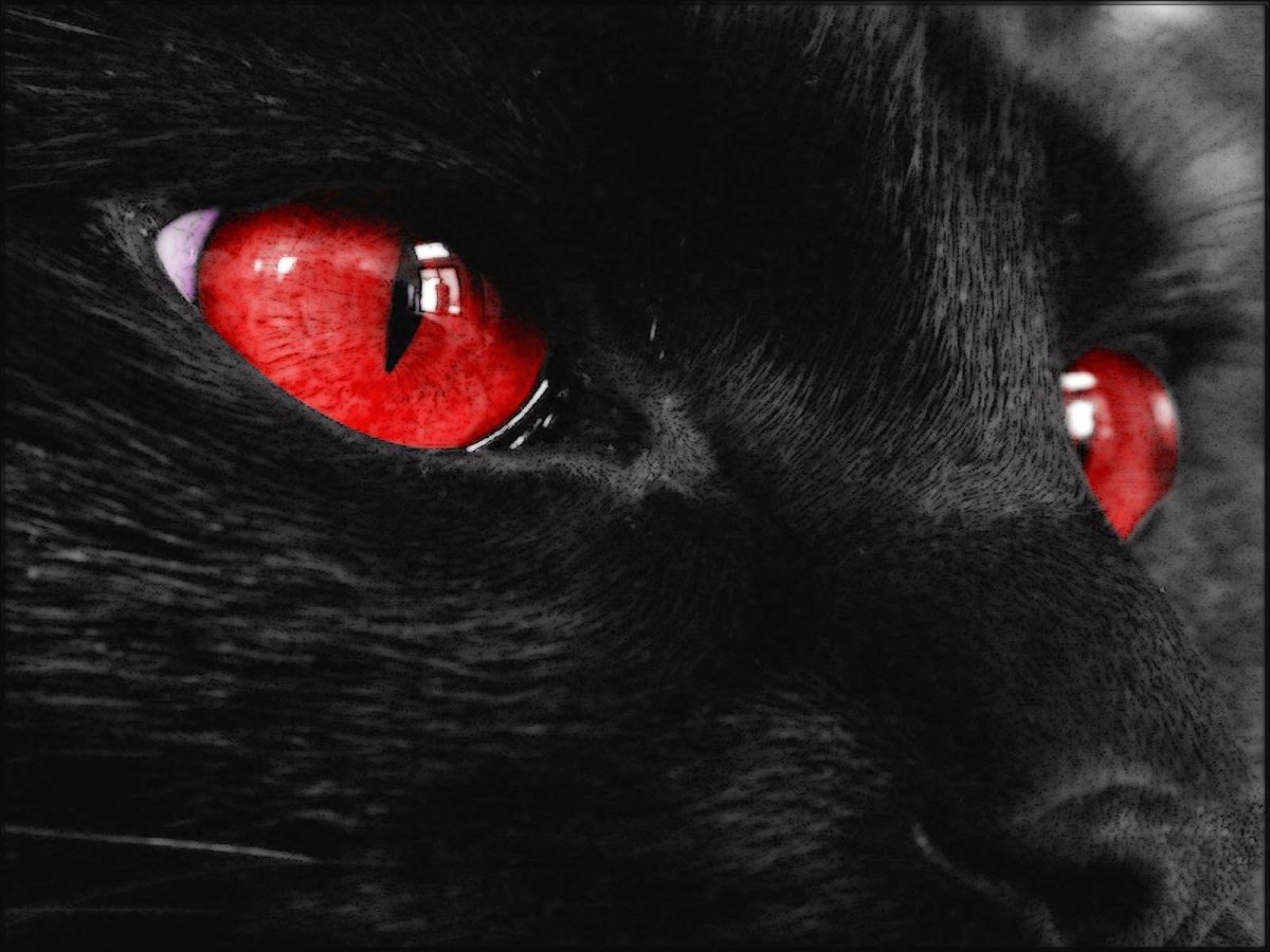 Кошка с красными глазами - 64 фото