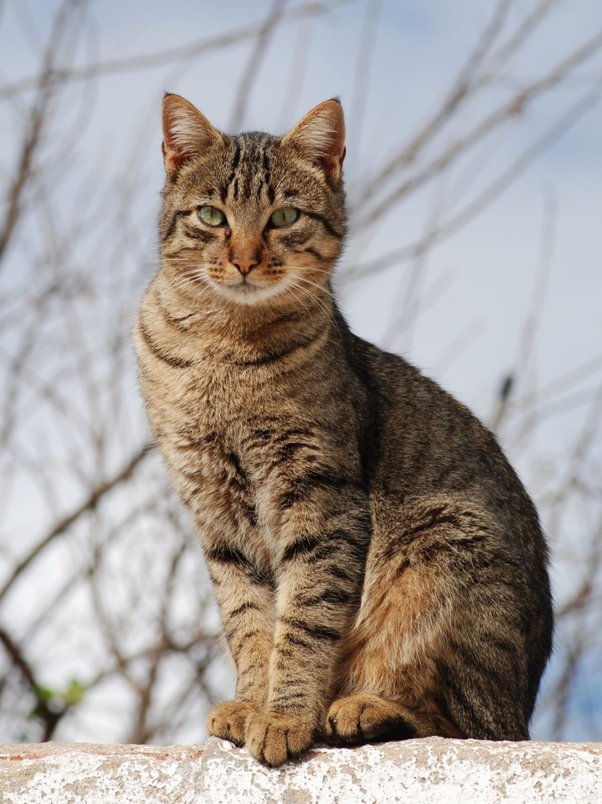 Коричневая полосатая кошка