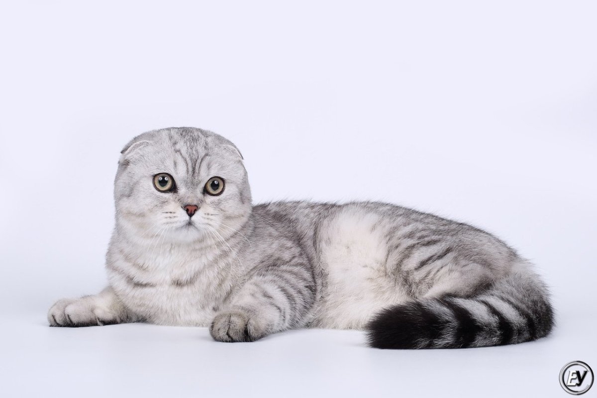 Шотландская серебристая кошка - 66 фото