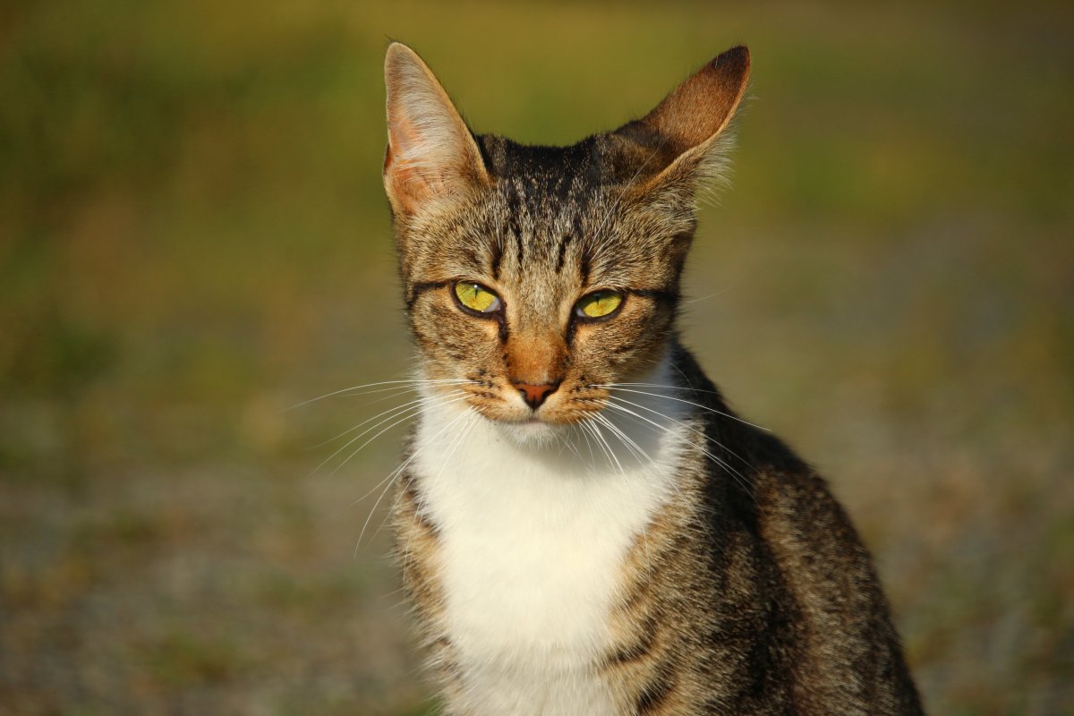 Среднерусская кошка - 69 фото