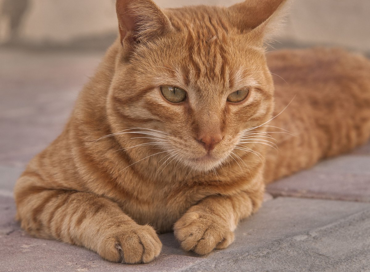 Рыжий котенок породы мейн кун