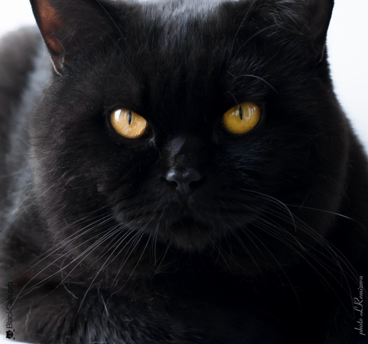 Черный британский котенок фото