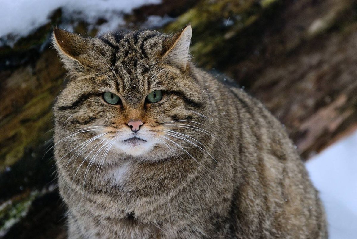 Ирландский лесной кот