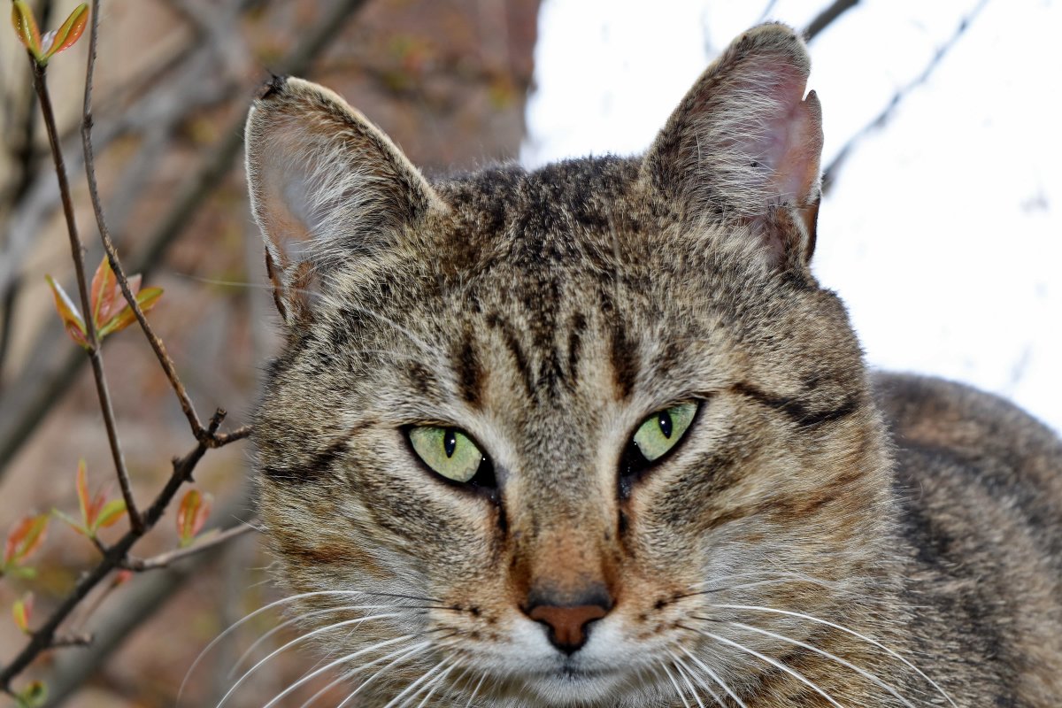 Кот с раскосыми глазами