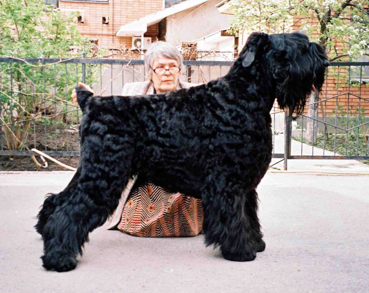 Сталинская собака - 73 фото