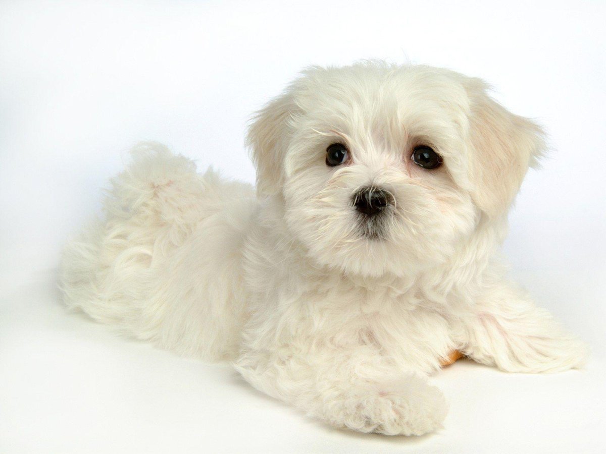 Белая маленькая собака порода (35 фото) - 35 фото