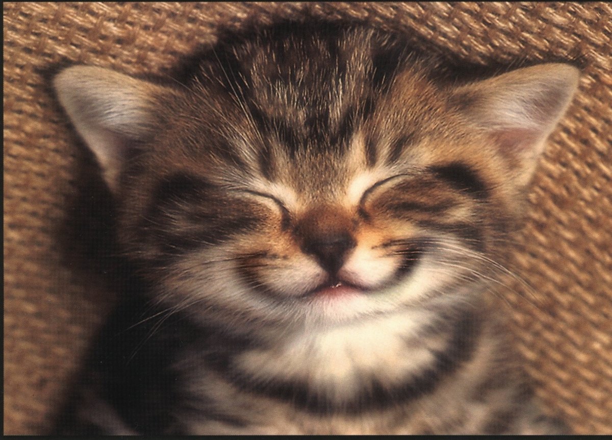 Кот улыбака - 75 фото