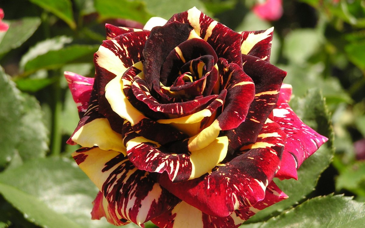 Роза плетистая абракадабра