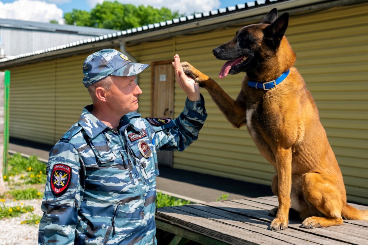 Породы собак охранников