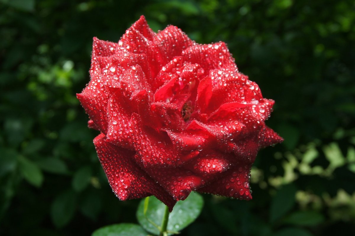 Цветок Королевская роза