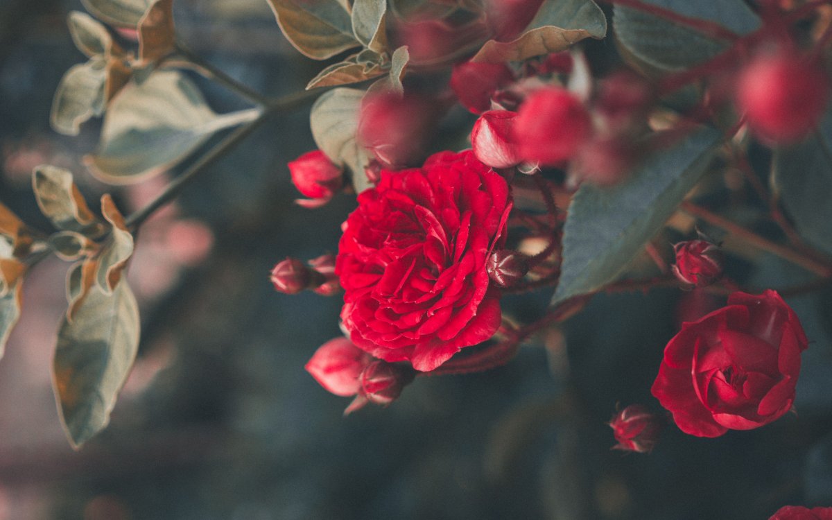 Красные кустовые розы