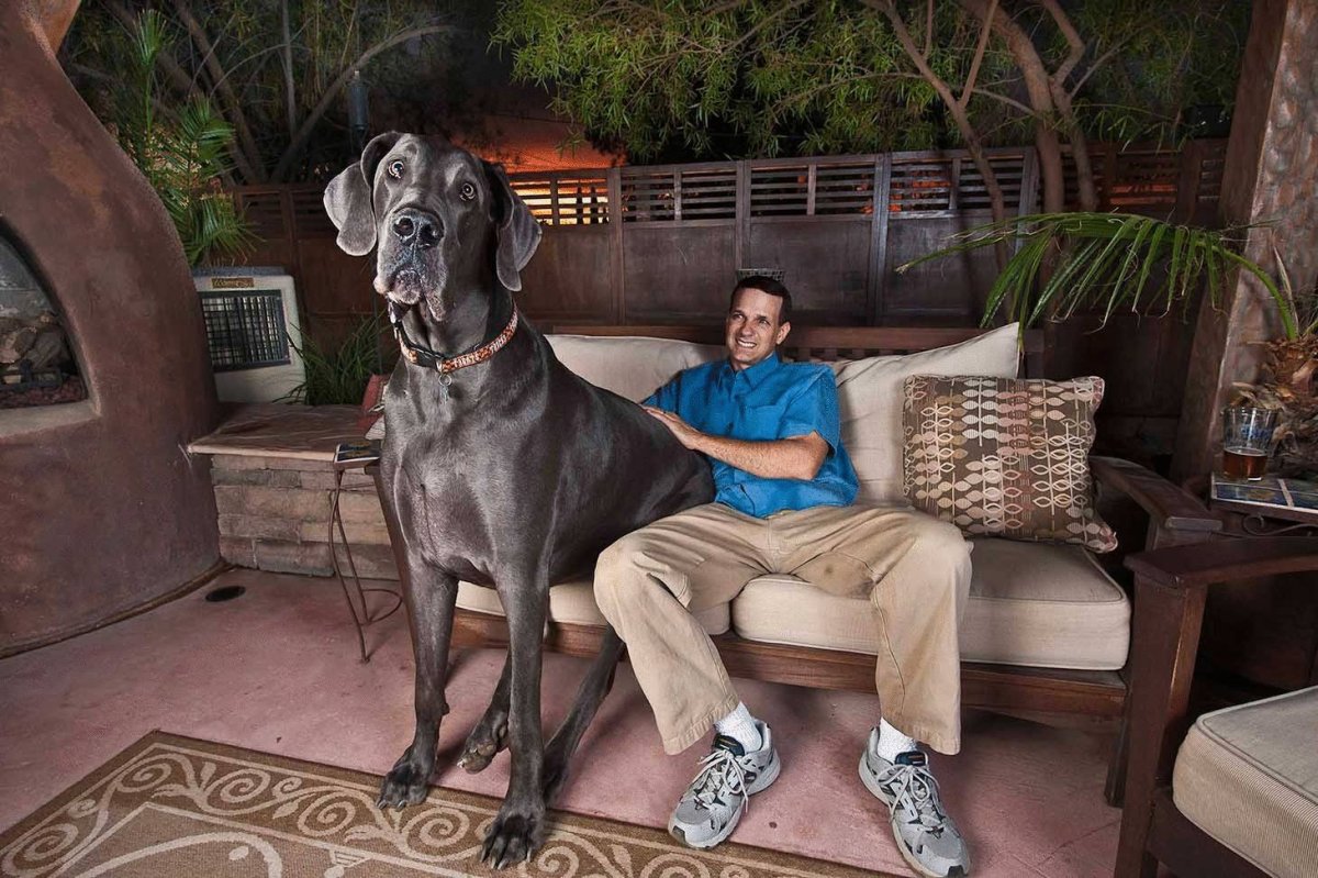 Você conhece o maior cachorro do mundo
