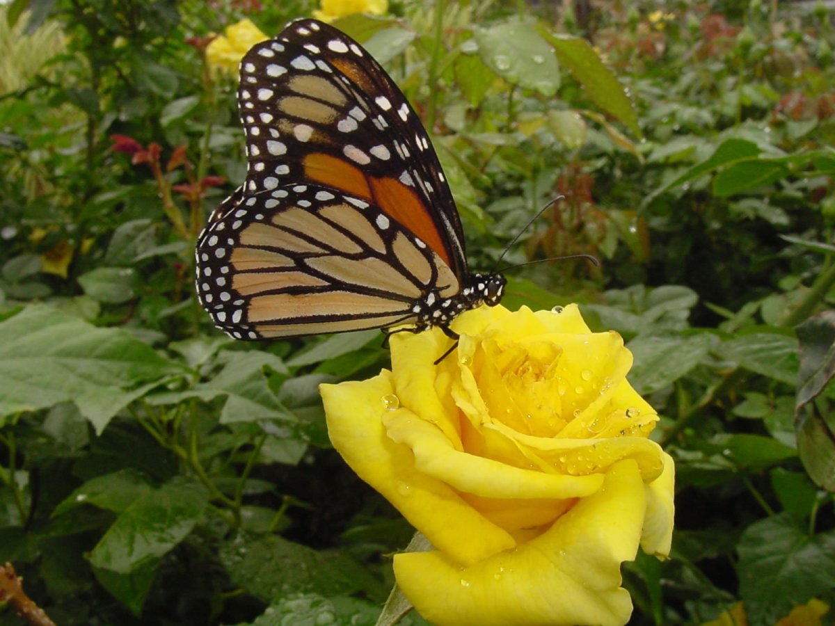 Желтая роза с бабочкой