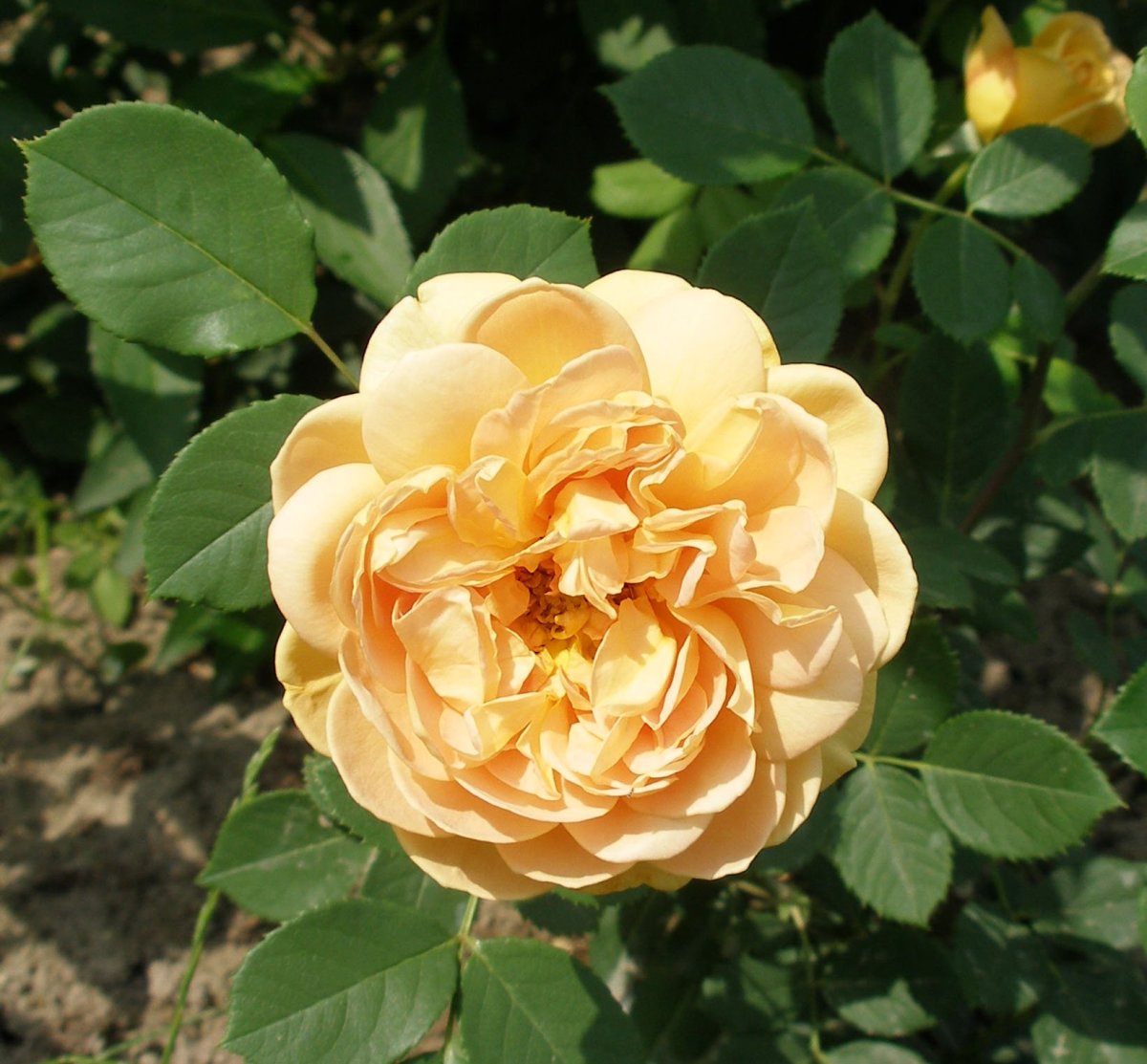 Роза флорибунда Голден дримс