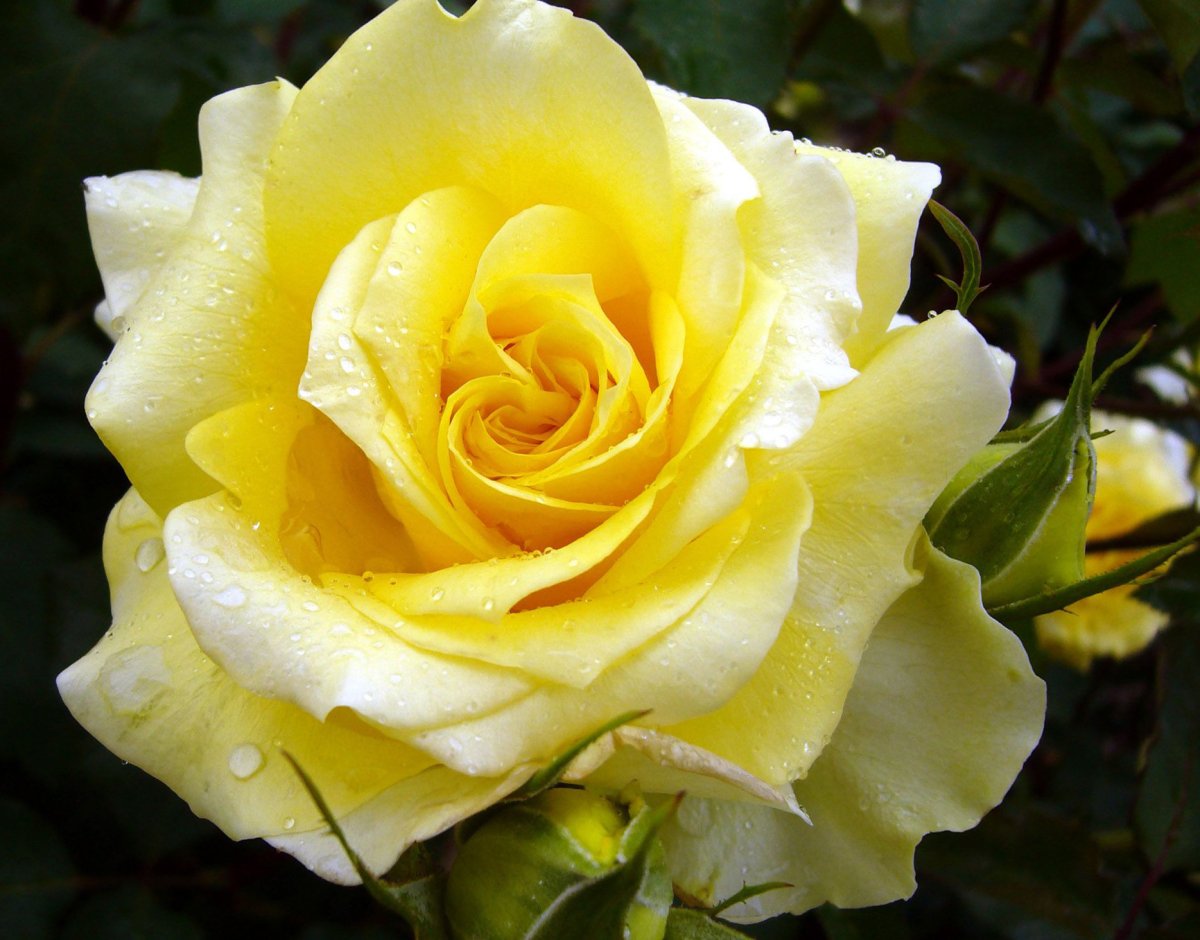 Роза чайно гибридная желтая